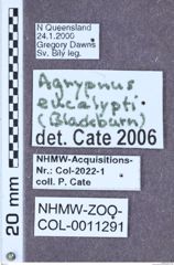 Etikett zu Agrypnus eucalypti (Blackburn, 1892)